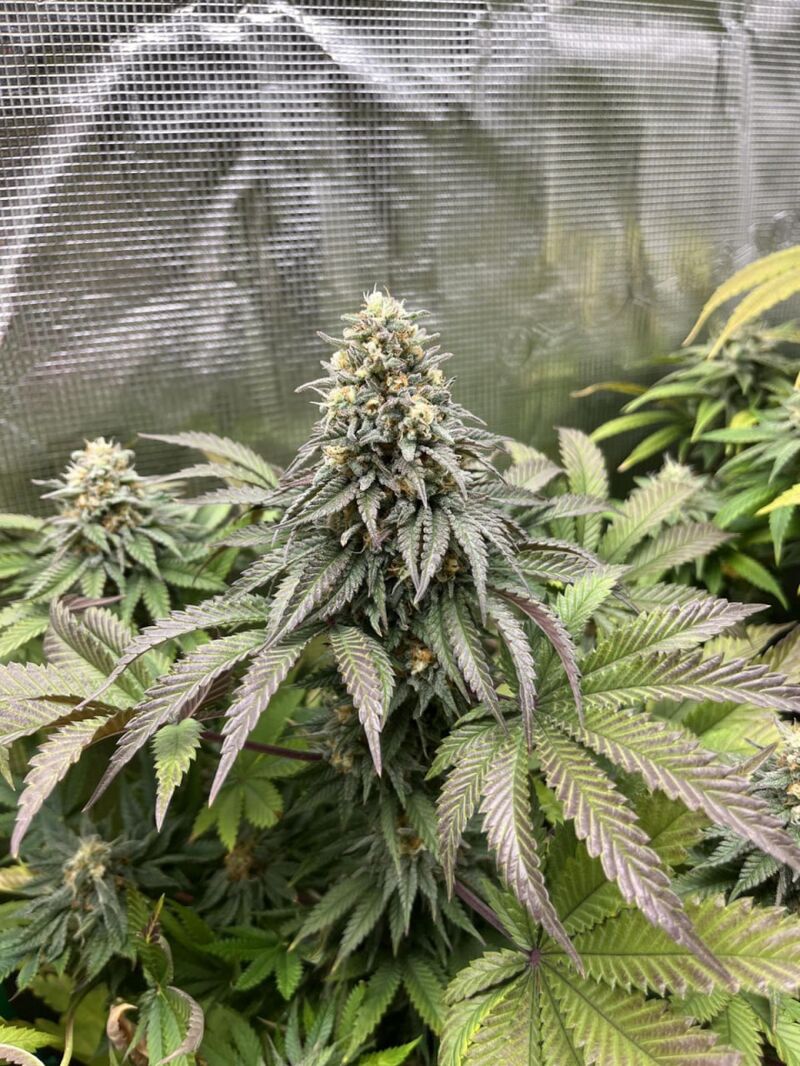 Lemonpaya, Фасовка: 10, изображение 3